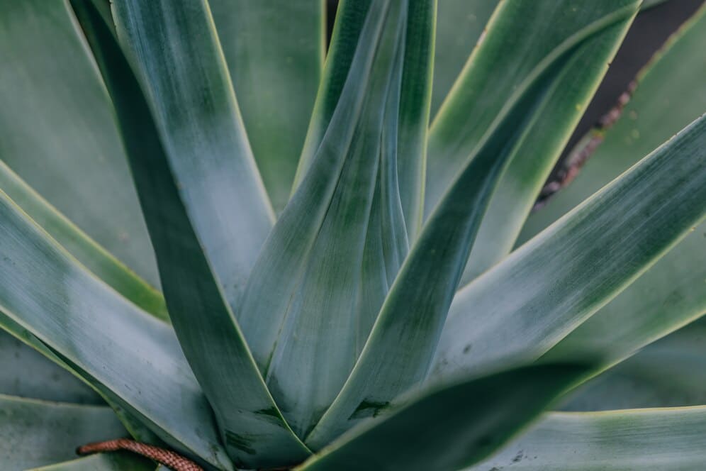 Guadalajara agave